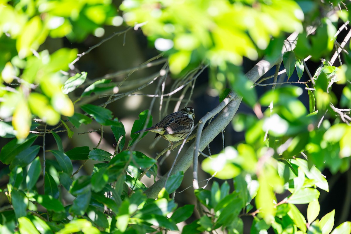 Song Sparrow - ML646097975