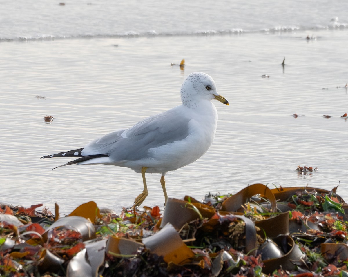 Ring-billed Gull - ML646097980