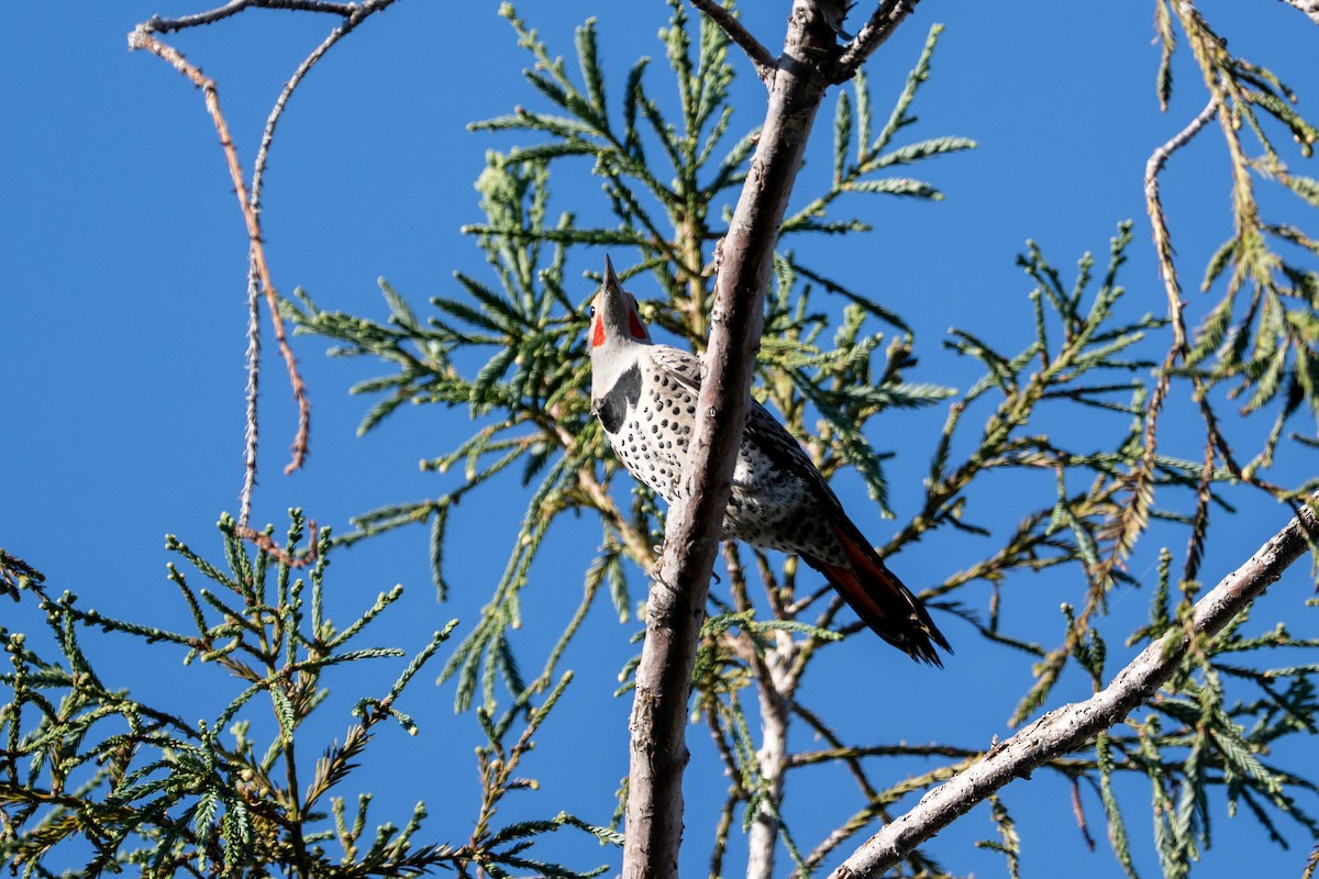 gullspett - ML646097981