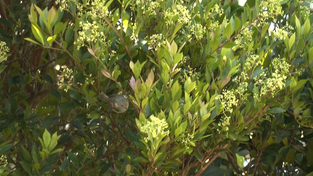 Brown Thornbill - ML646097986