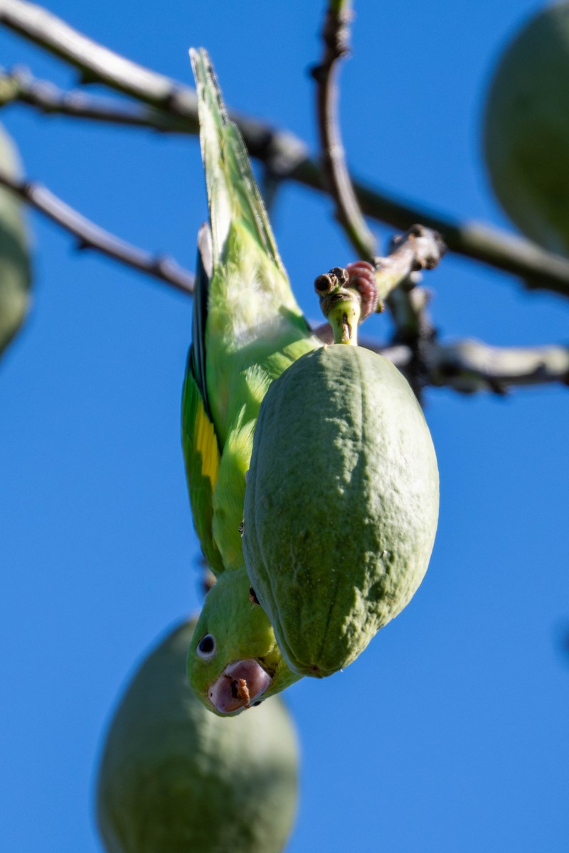 Yellow-chevroned Parakeet - ML646097987