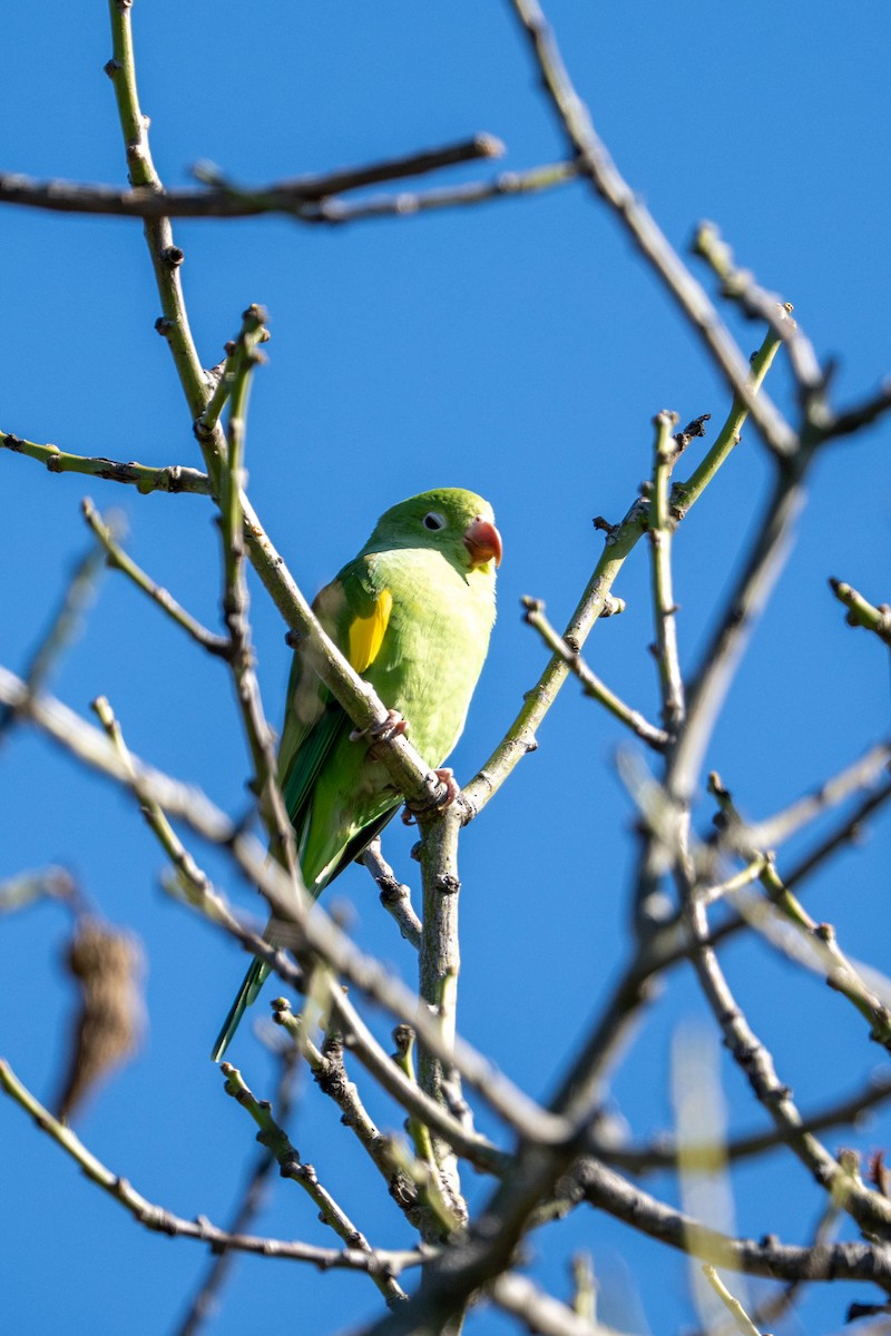 Yellow-chevroned Parakeet - ML646097988