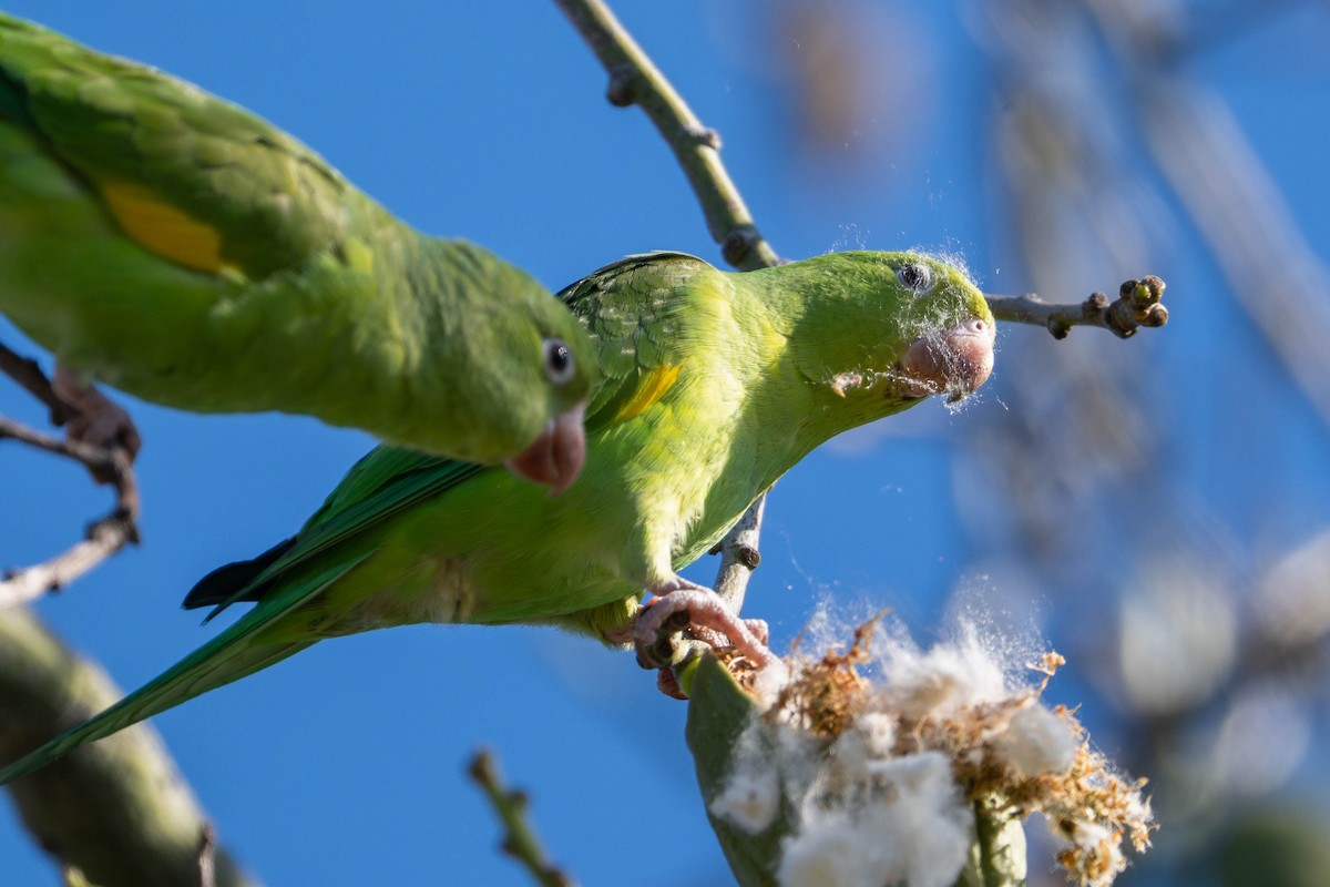 Yellow-chevroned Parakeet - ML646097989