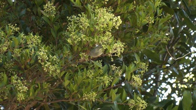 Brown Thornbill - ML646098006