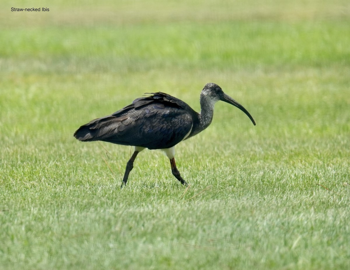 Straw-necked Ibis - ML646098009