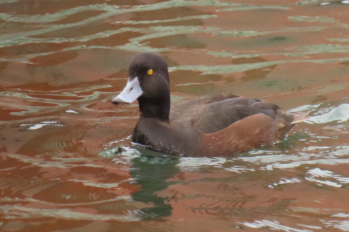 ニュージーランドスズガモ - ML646098018