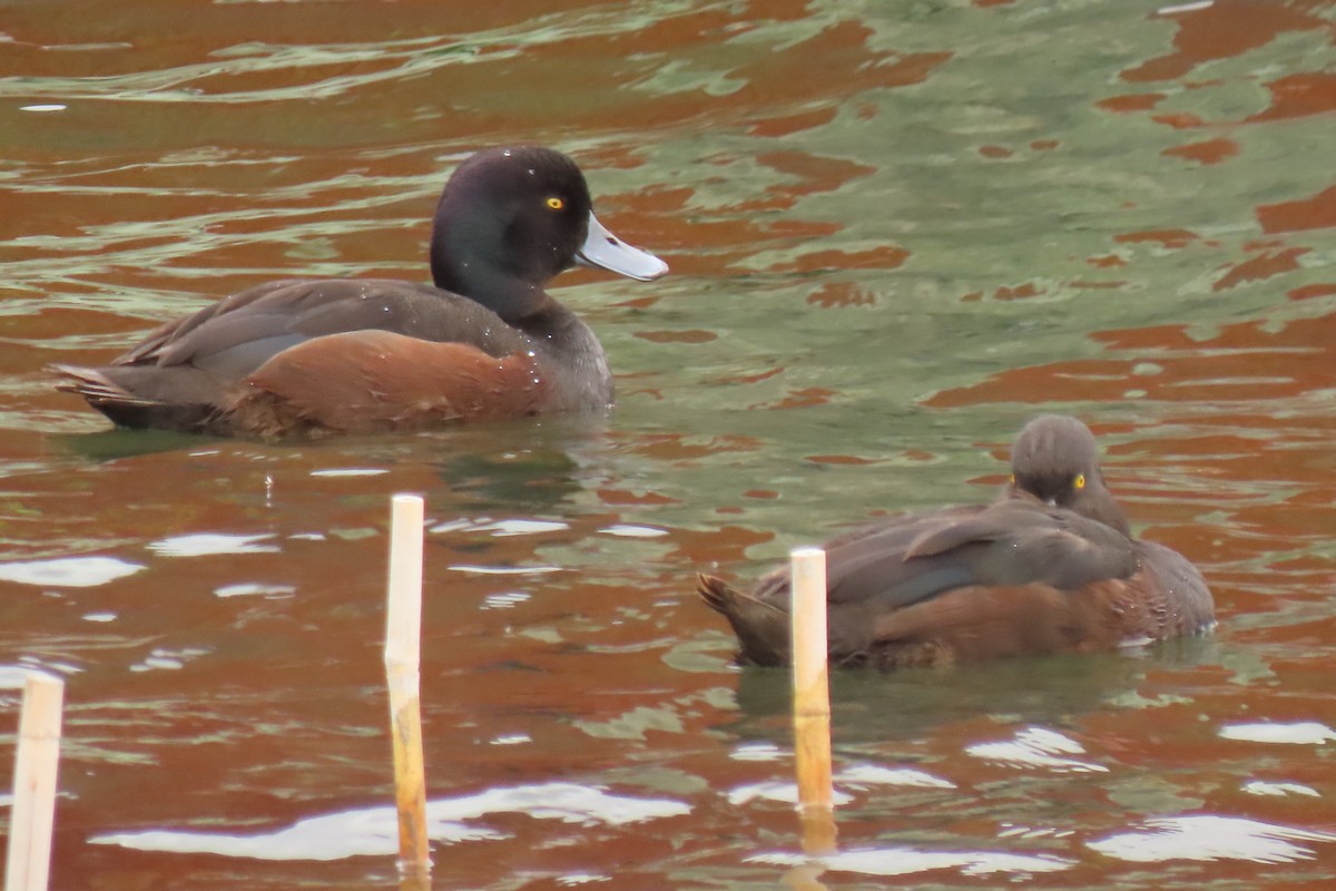 ニュージーランドスズガモ - ML646098019