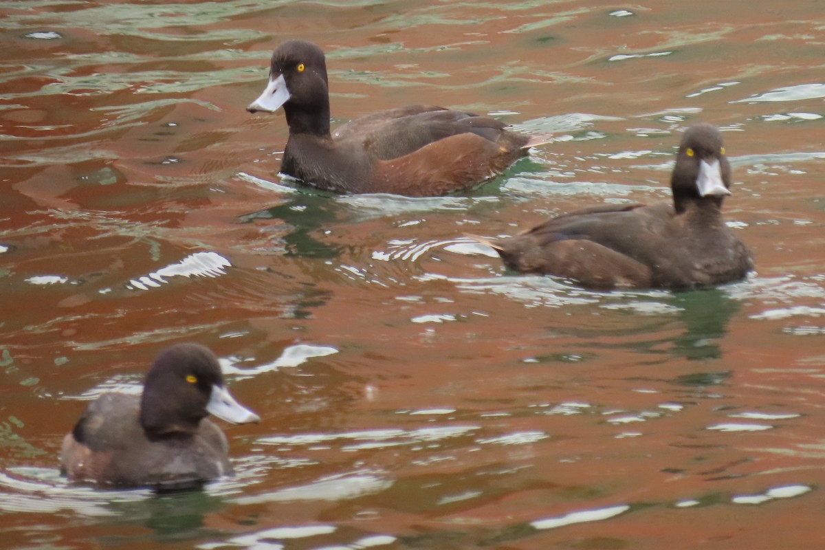 ニュージーランドスズガモ - ML646098020