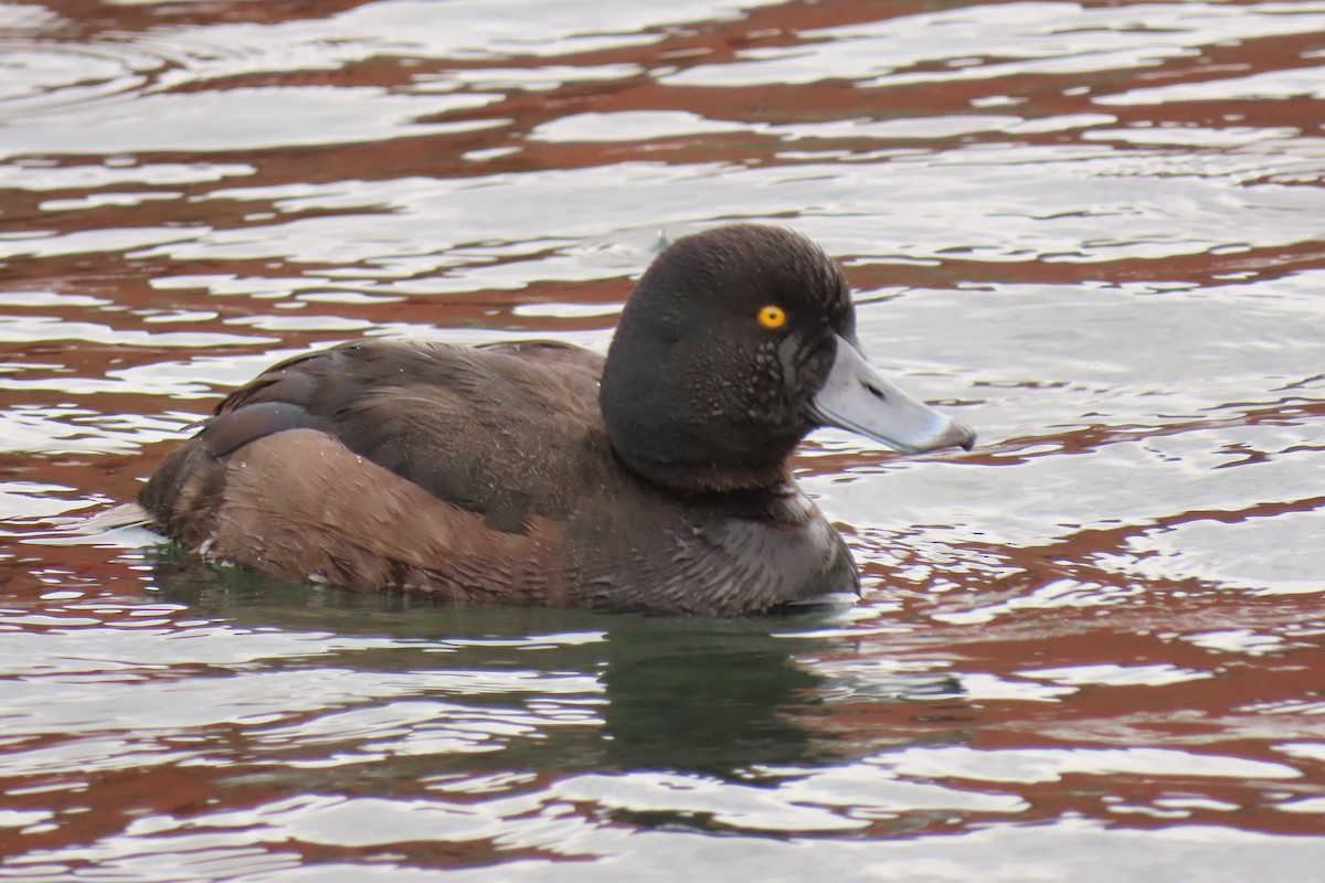 ニュージーランドスズガモ - ML646098021