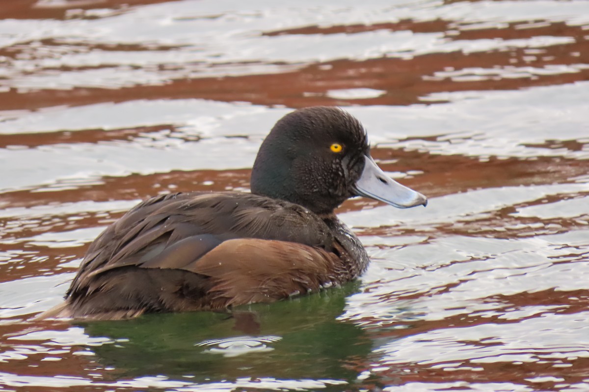 ニュージーランドスズガモ - ML646098022