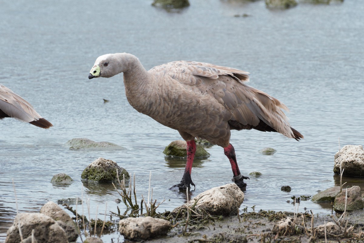 Cape Barren Goose - ML646098029