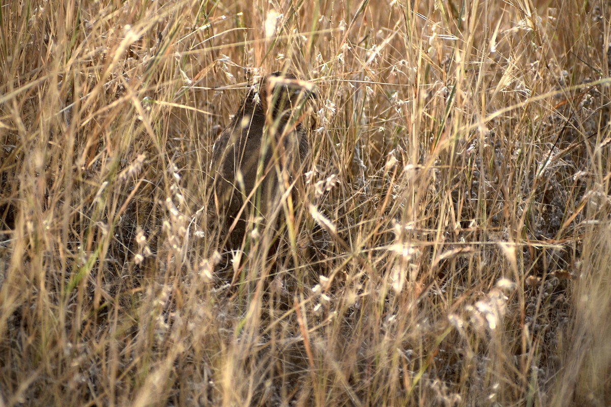 křepelka skalní - ML646098031