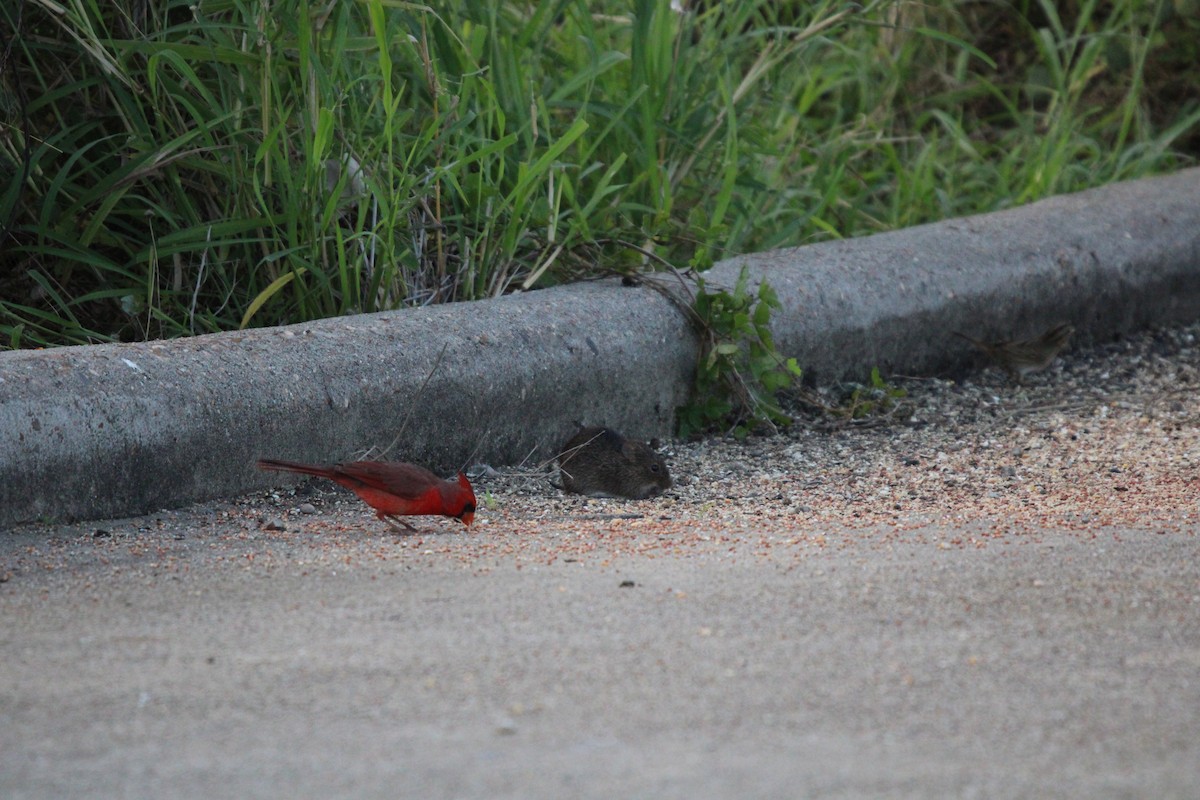 Cardinal rouge - ML646098055