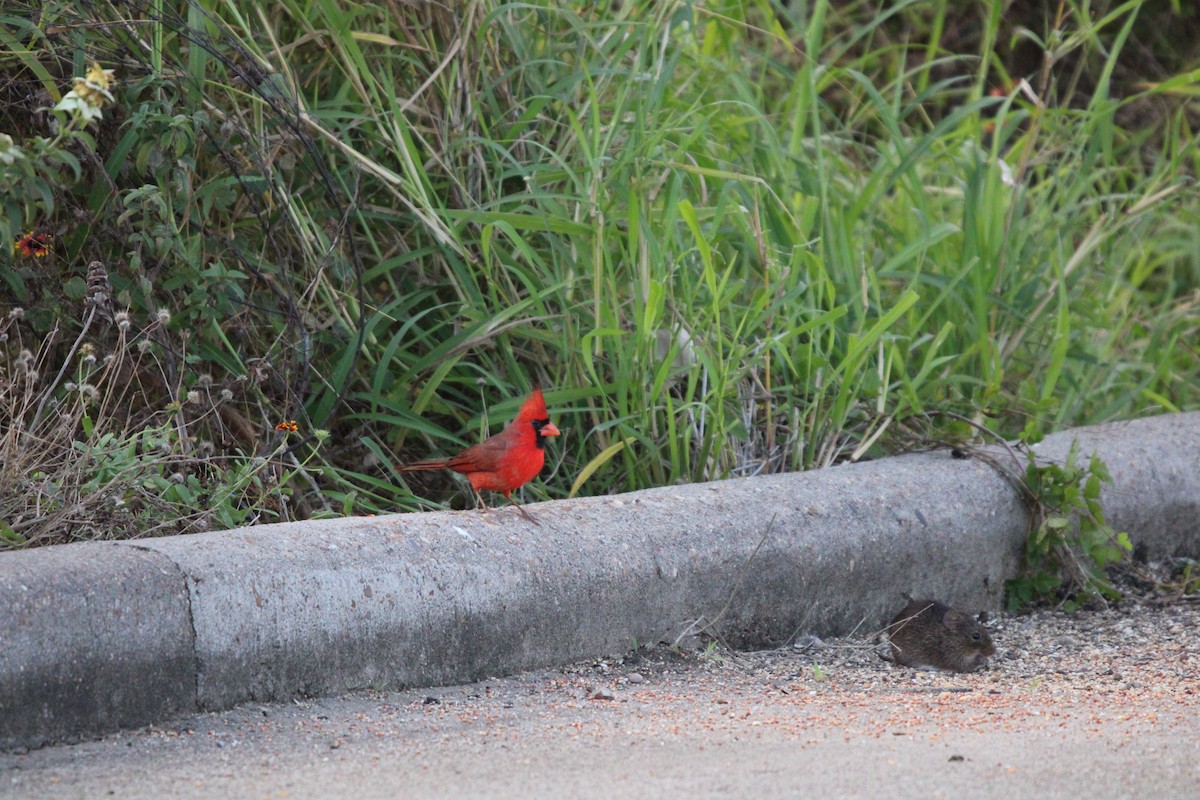 Cardinal rouge - ML646098056