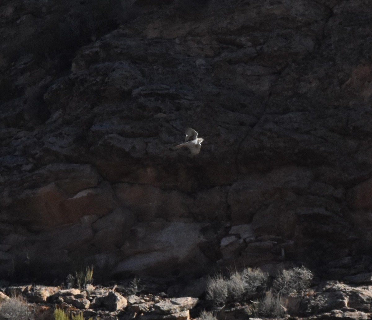 Prairie Falcon - ML646098070