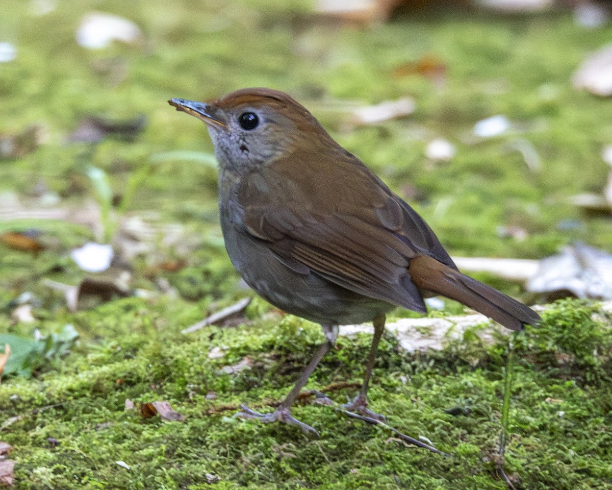 チャボウシツグミ - ML646098071