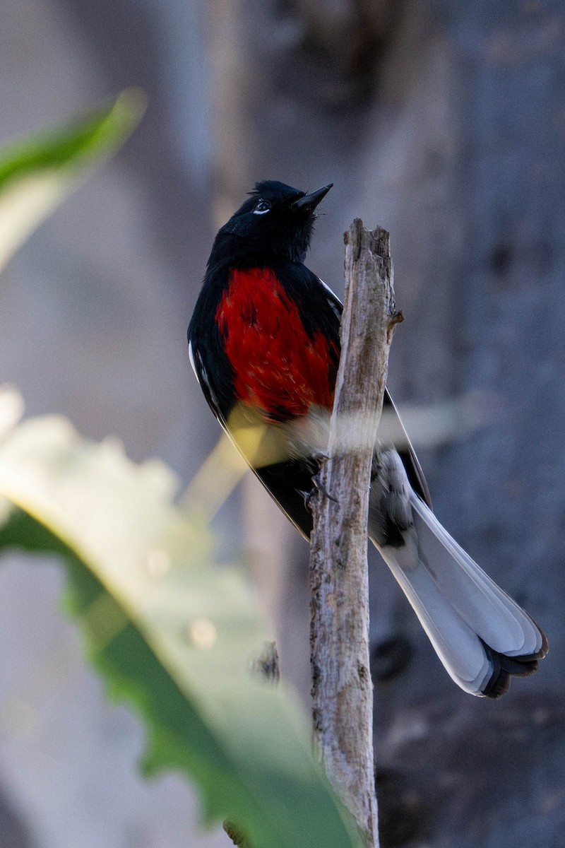 Painted Redstart - ML646098072