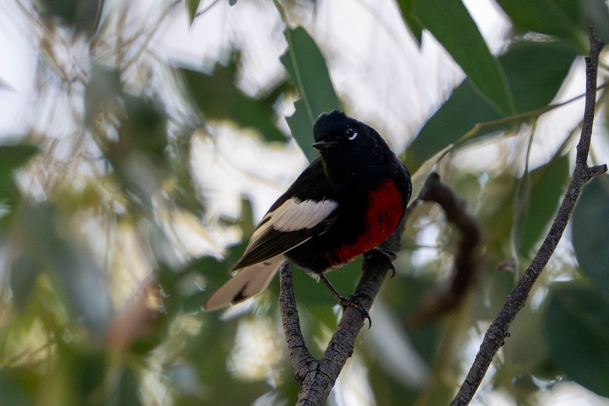 Painted Redstart - ML646098073