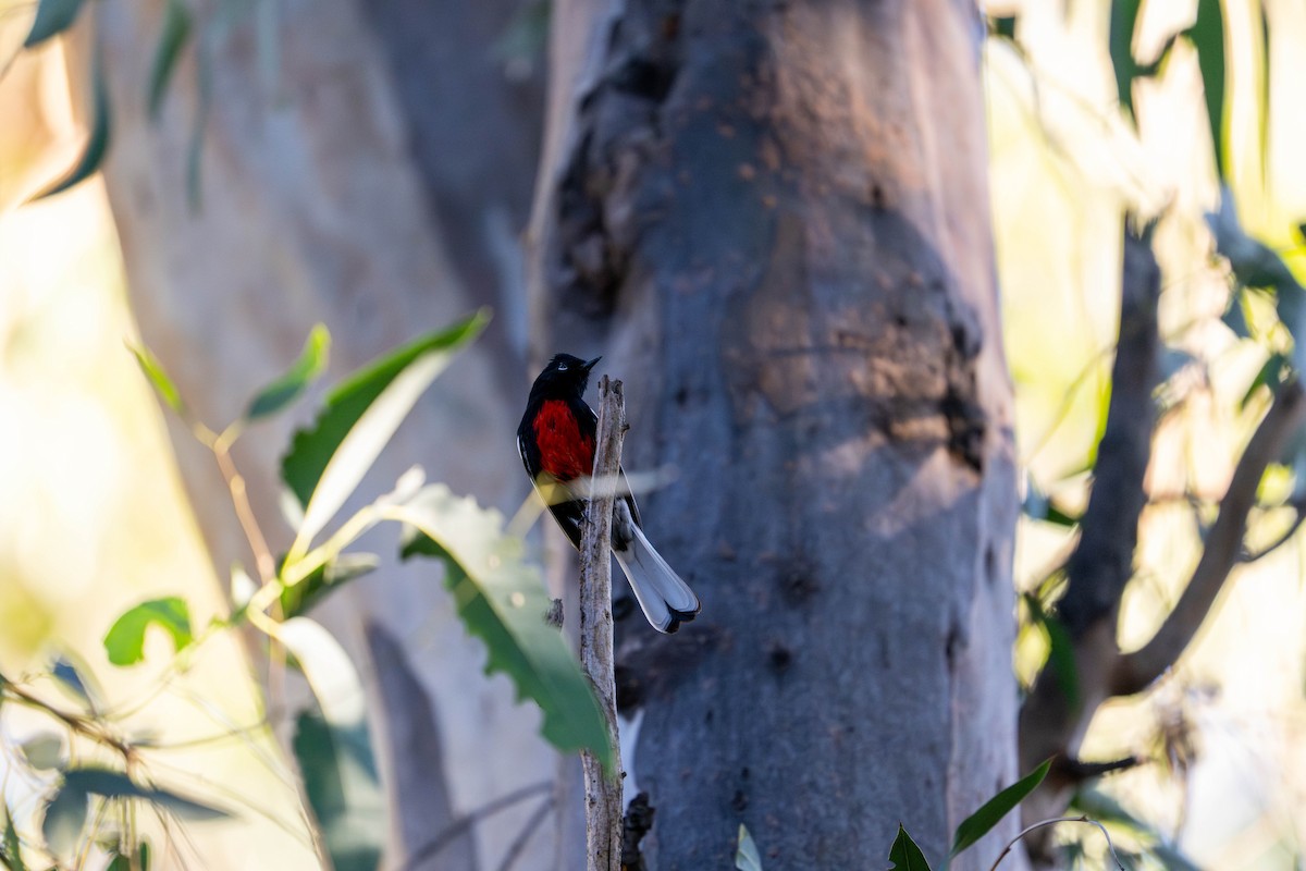 Painted Redstart - ML646098074