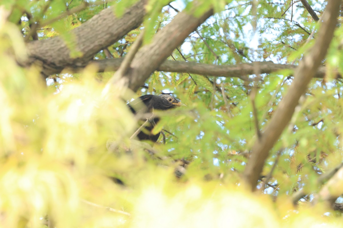 Chinese Blackbird - ML646098076