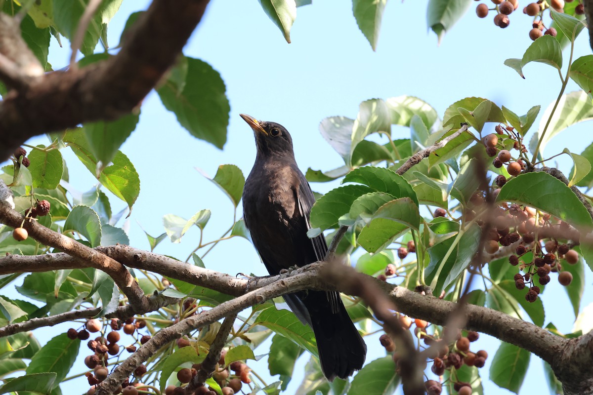 Chinese Blackbird - ML646098077