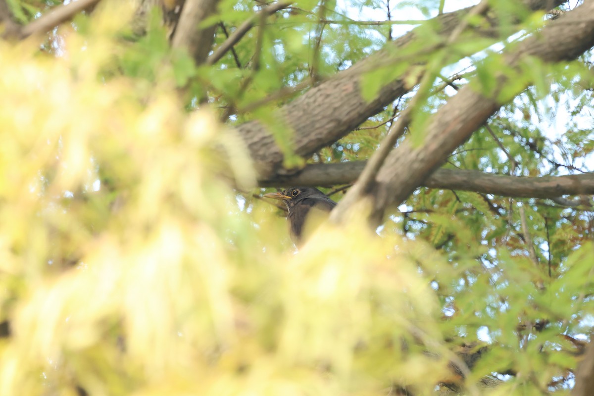 Chinese Blackbird - ML646098078