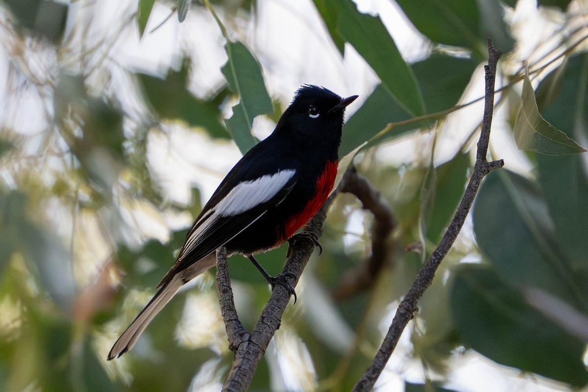 Painted Redstart - ML646098081