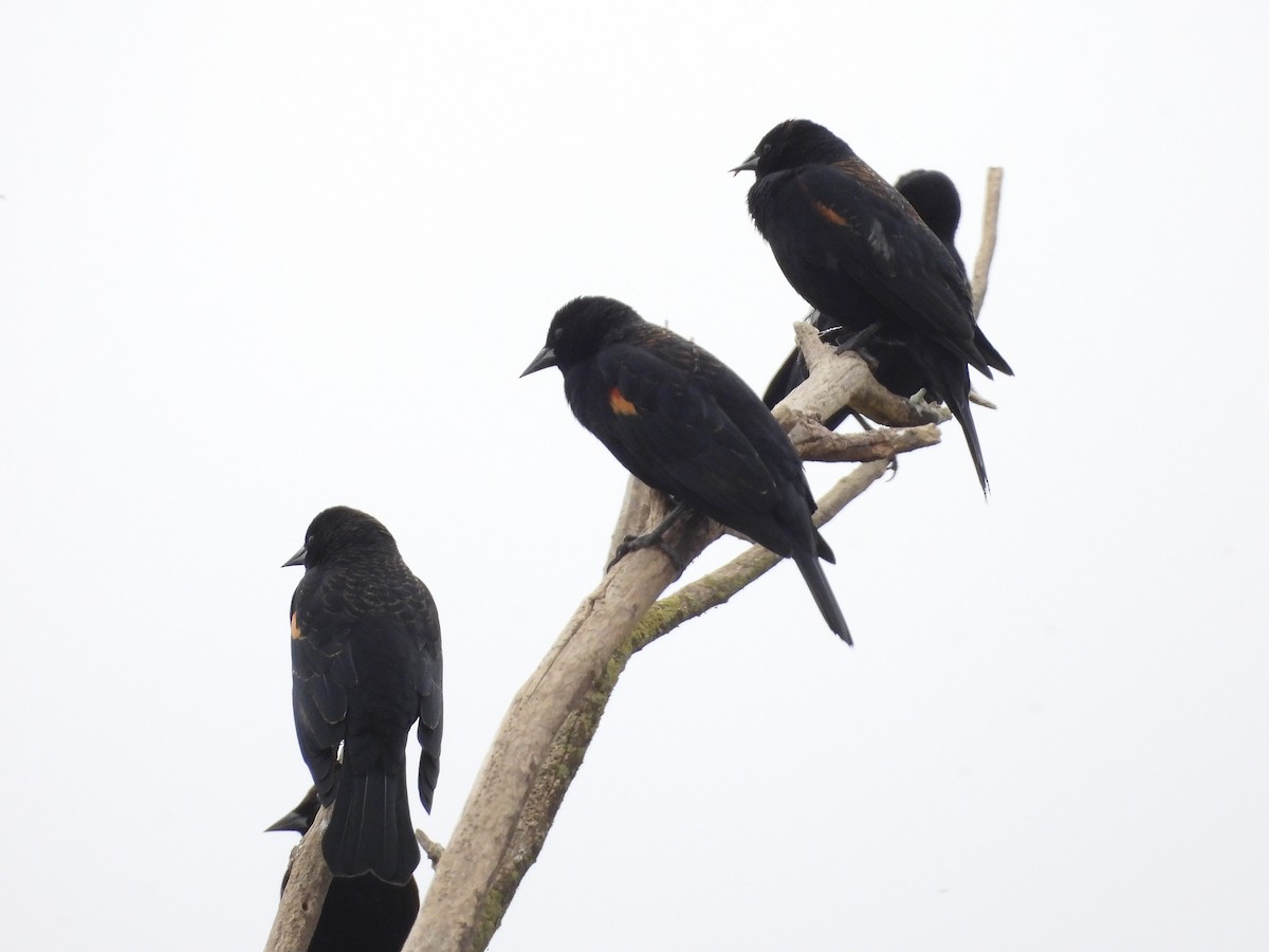 Red-winged Blackbird - ML646098083