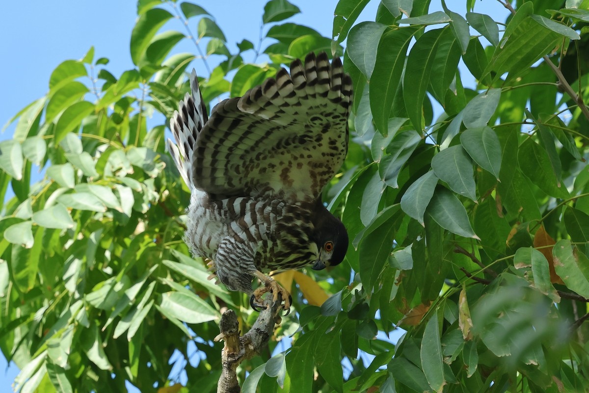 Crested Goshawk - ML646098084