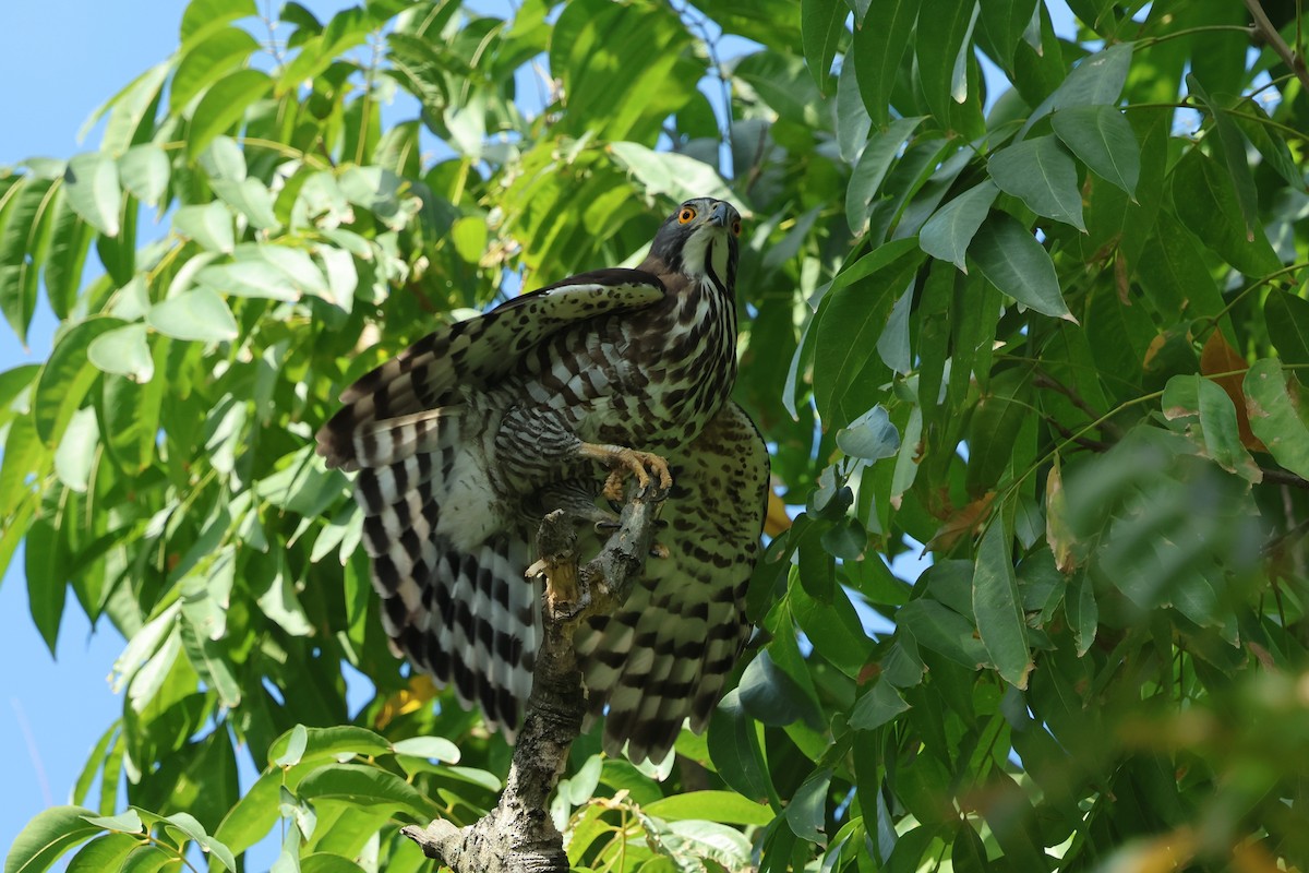Crested Goshawk - ML646098085