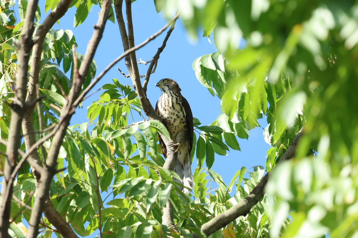 Crested Goshawk - ML646098086