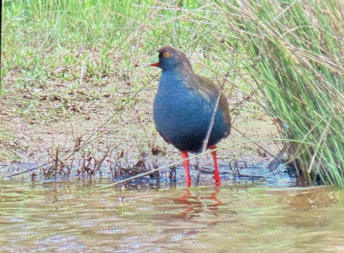 Black-tailed Nativehen - ML646098090