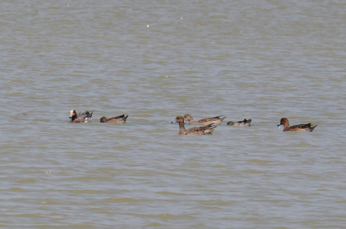 Eurasian Wigeon - ML646098092