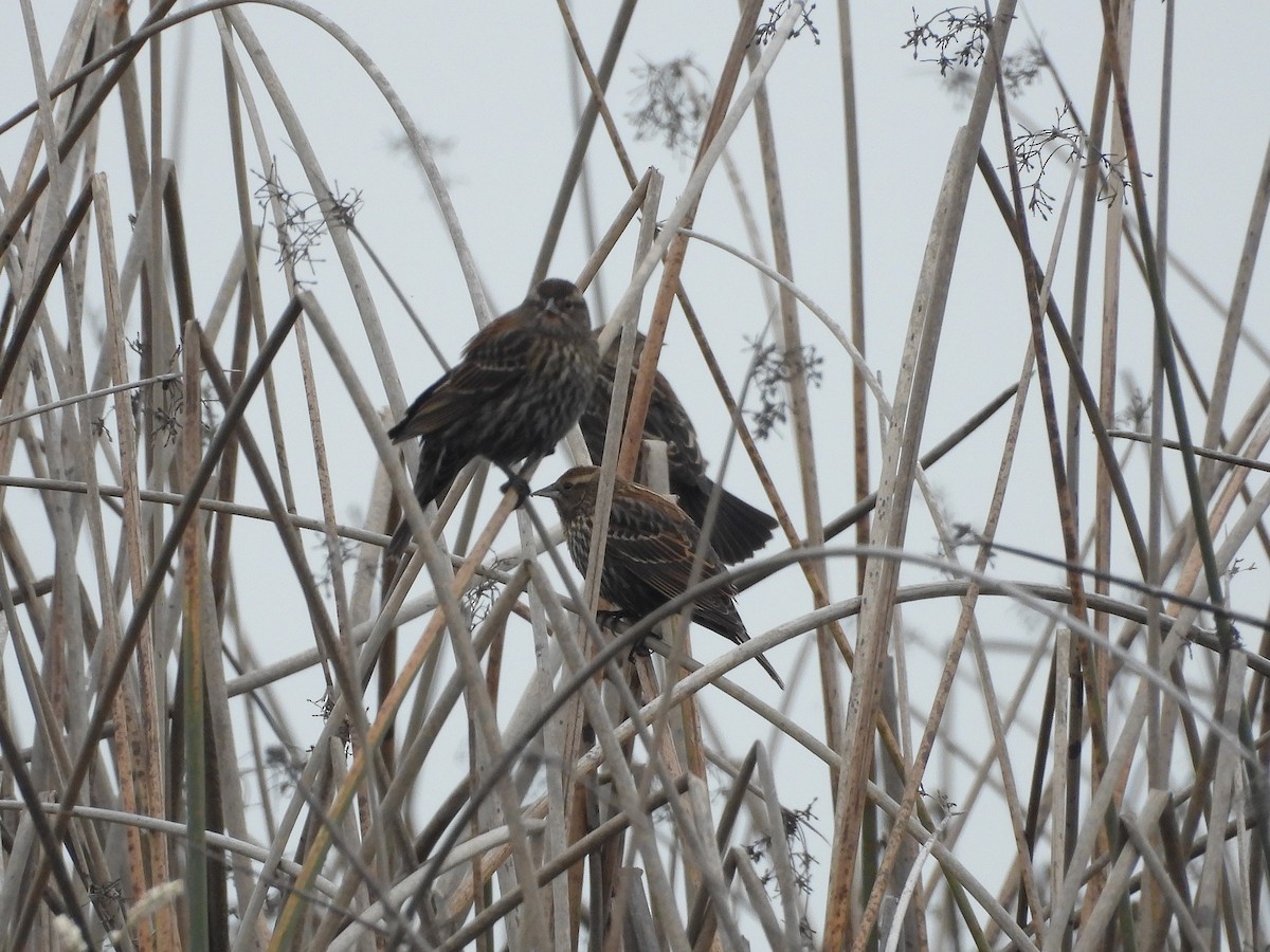 Red-winged Blackbird - ML646098093