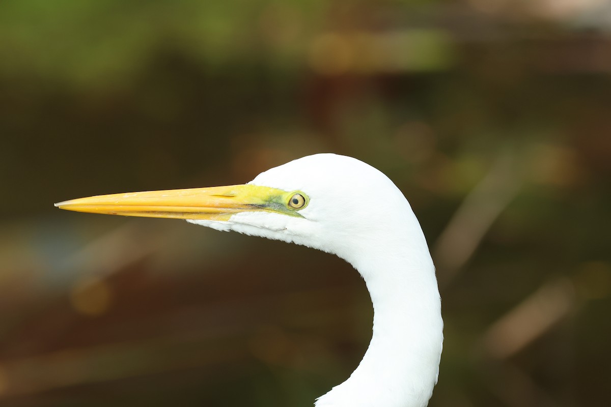 Airone bianco maggiore - ML646098094