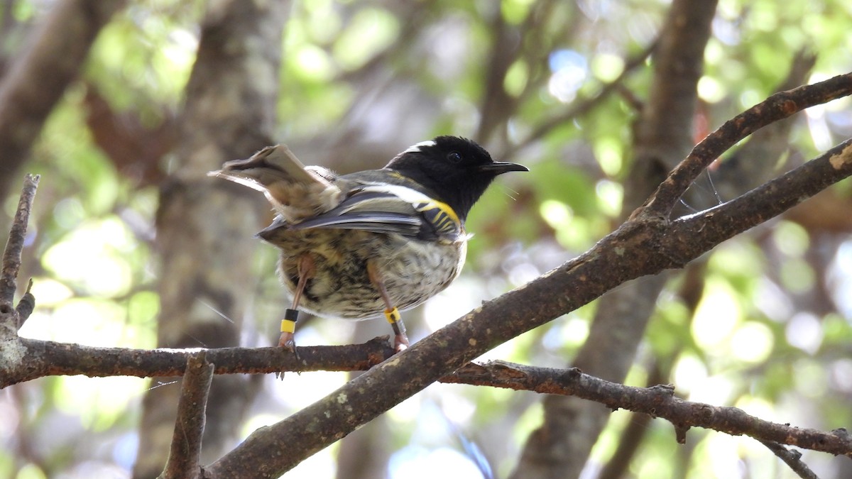 Stitchbird - ML646098095