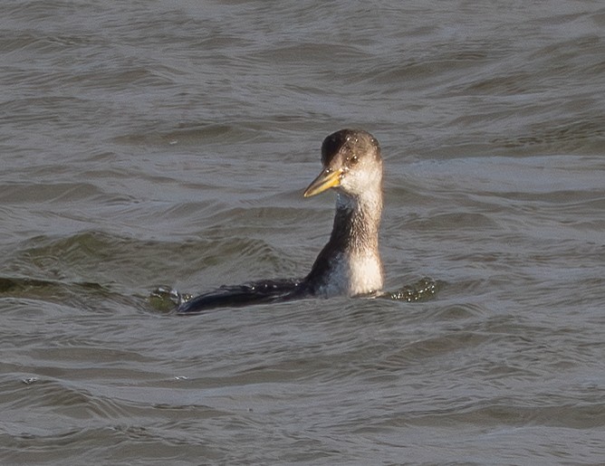 Somormujo Cuellirrojo - ML646098096