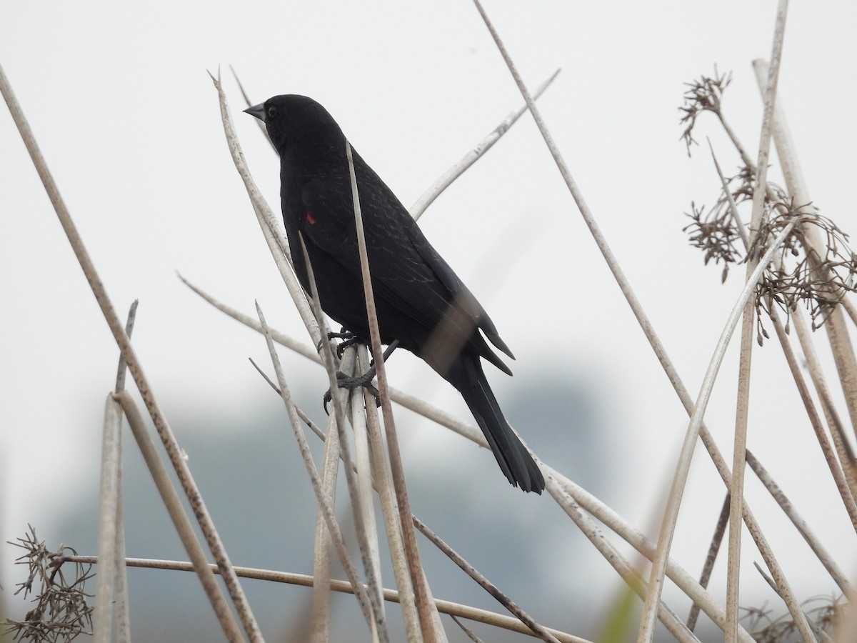 Red-winged Blackbird - ML646098100