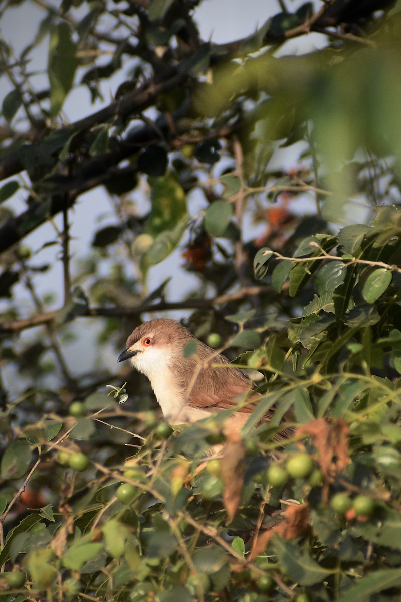 Yellow-eyed Babbler - ML646098101