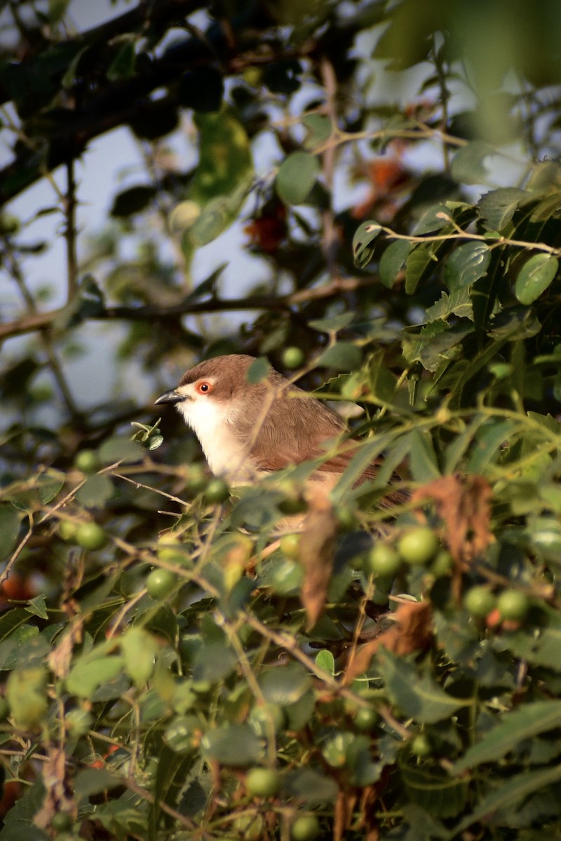 Yellow-eyed Babbler - ML646098102