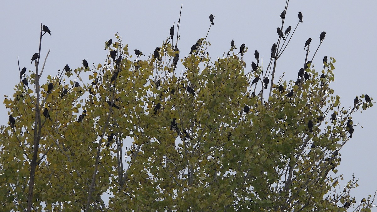 ハゴロモガラス - ML646098105