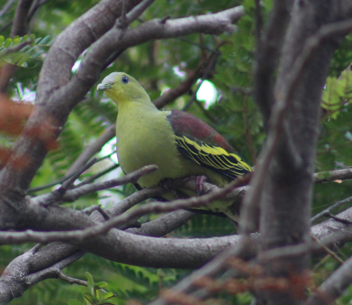 ハイビタイアオバト - ML646098108