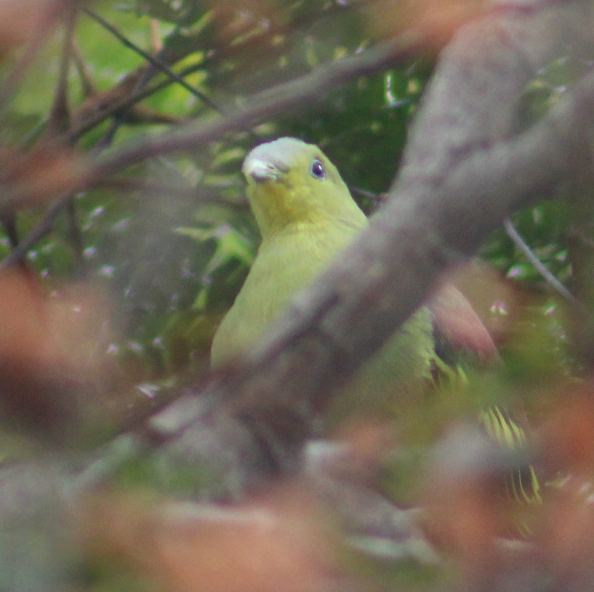 ハイビタイアオバト - ML646098109