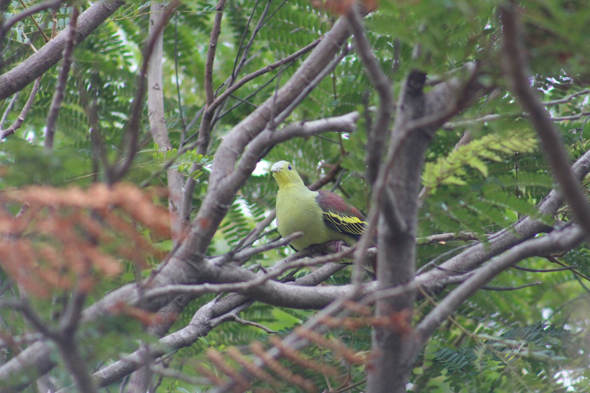 ハイビタイアオバト - ML646098110