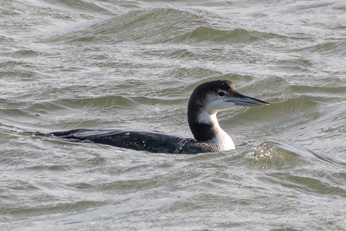 ハシグロアビ - ML646098111