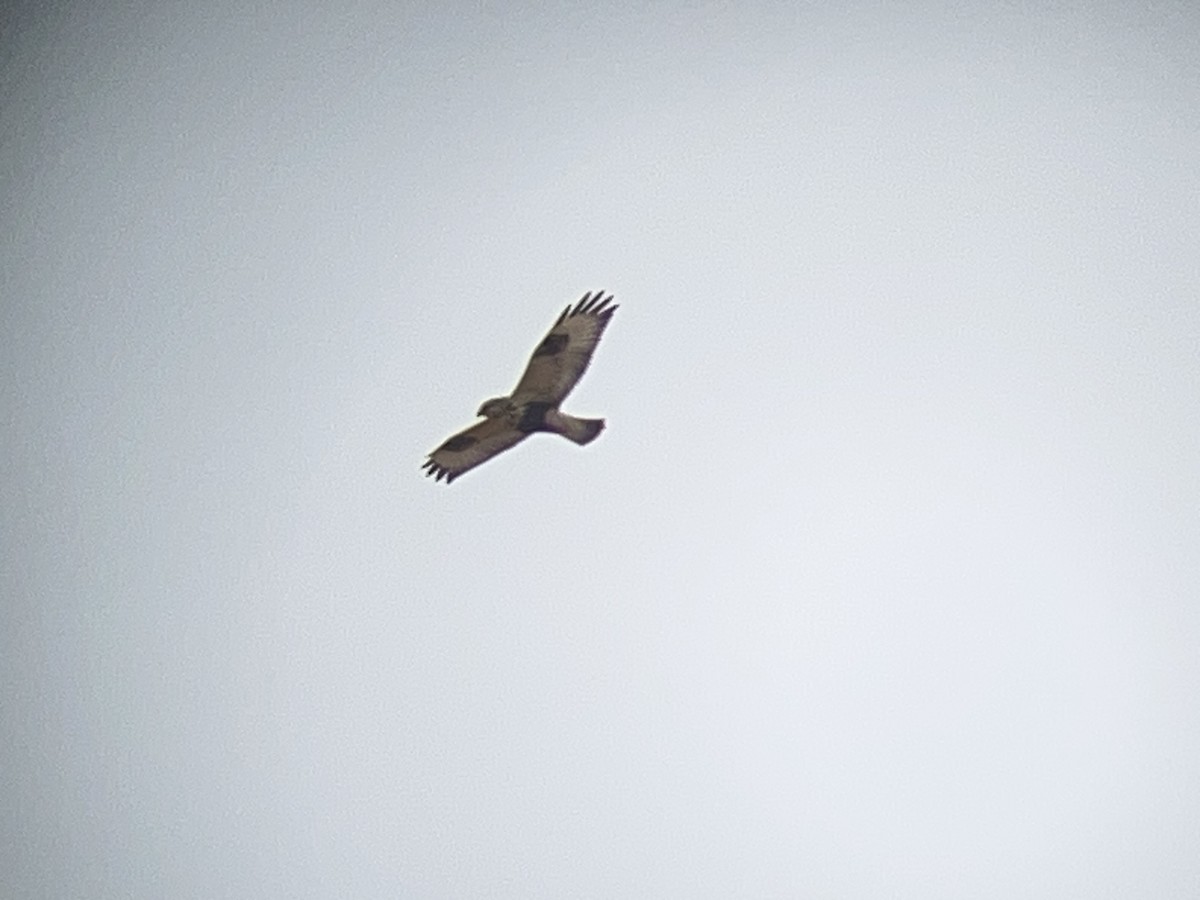 ケアシノスリ - ML646098112