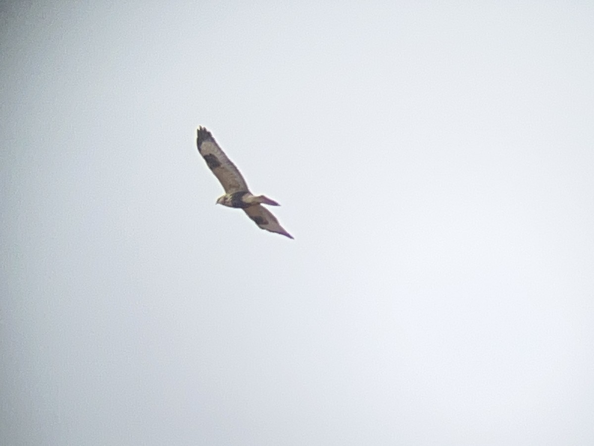 ケアシノスリ - ML646098113