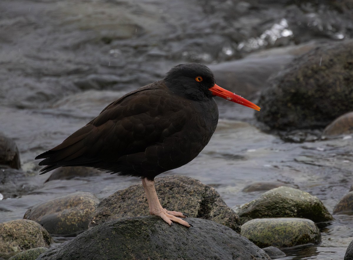 クロミヤコドリ - ML646098114