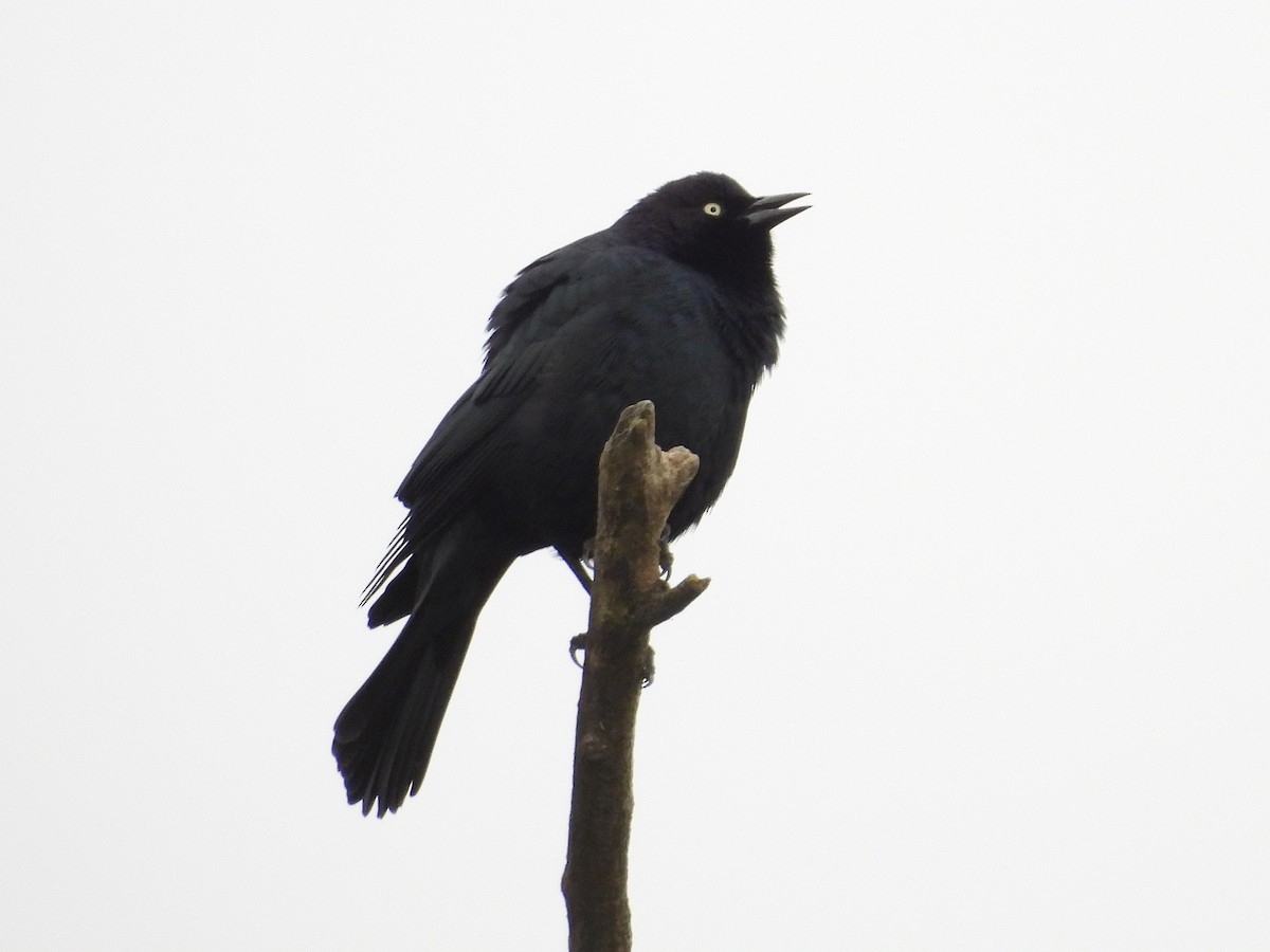 テリムクドリモドキ - ML646098115