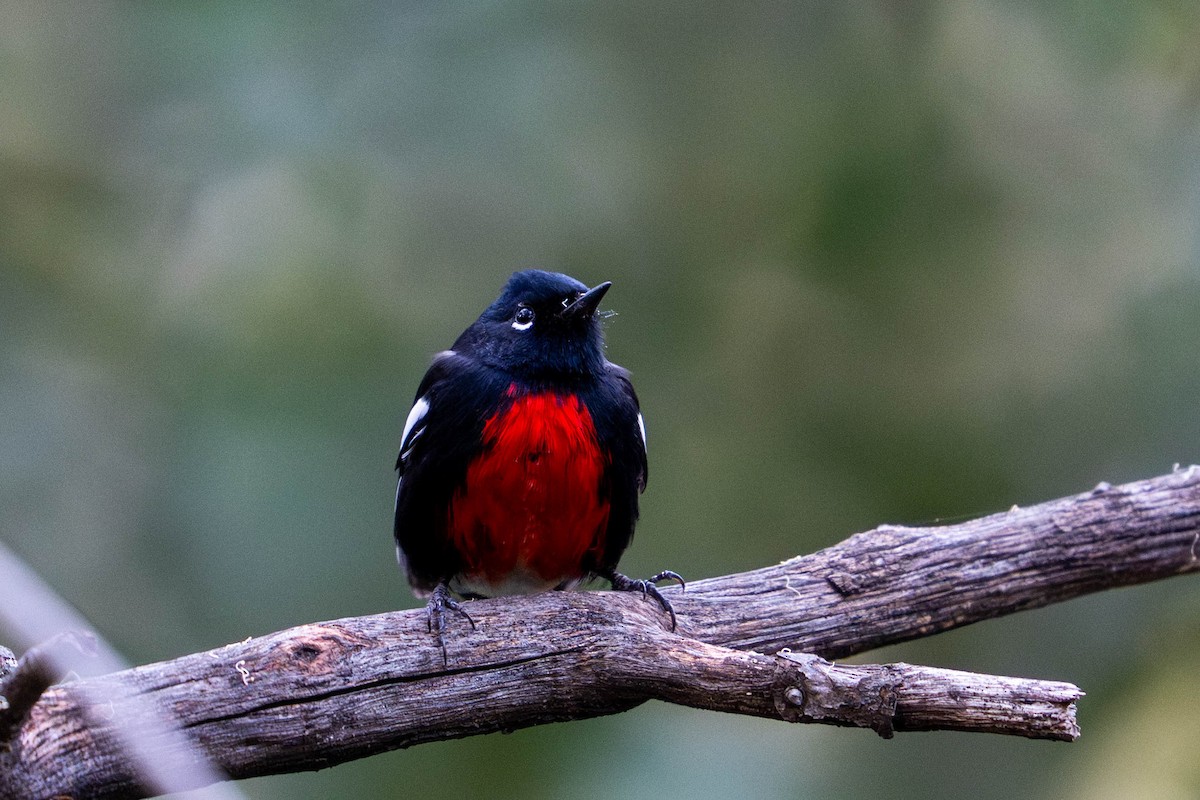 Painted Redstart - ML646098117